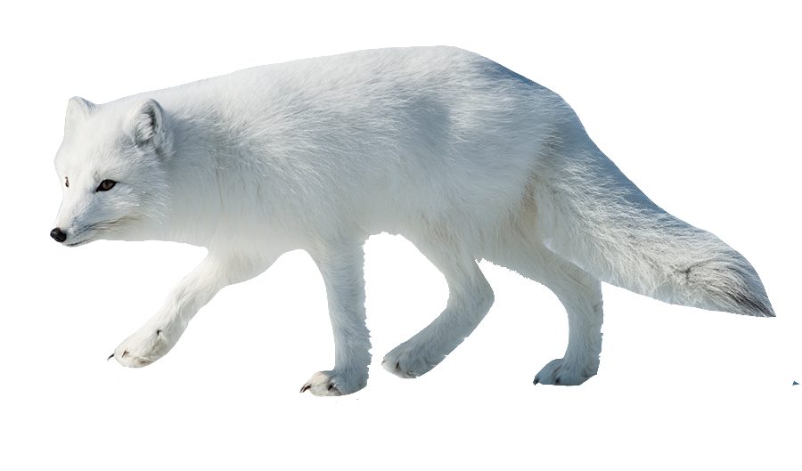 arctic-fox-34