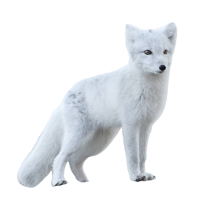 arctic-fox-35