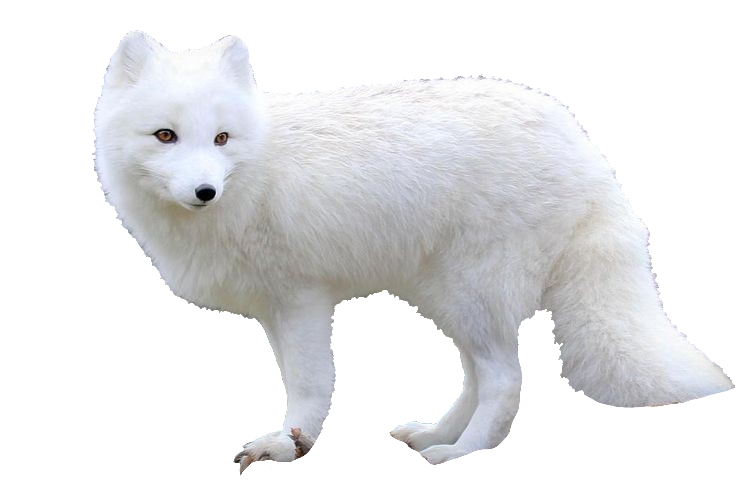 arctic-fox-36