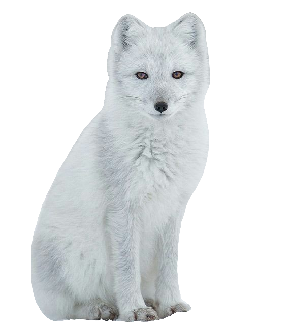 Arctic Fox Png Image