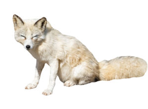 arctic-fox-4