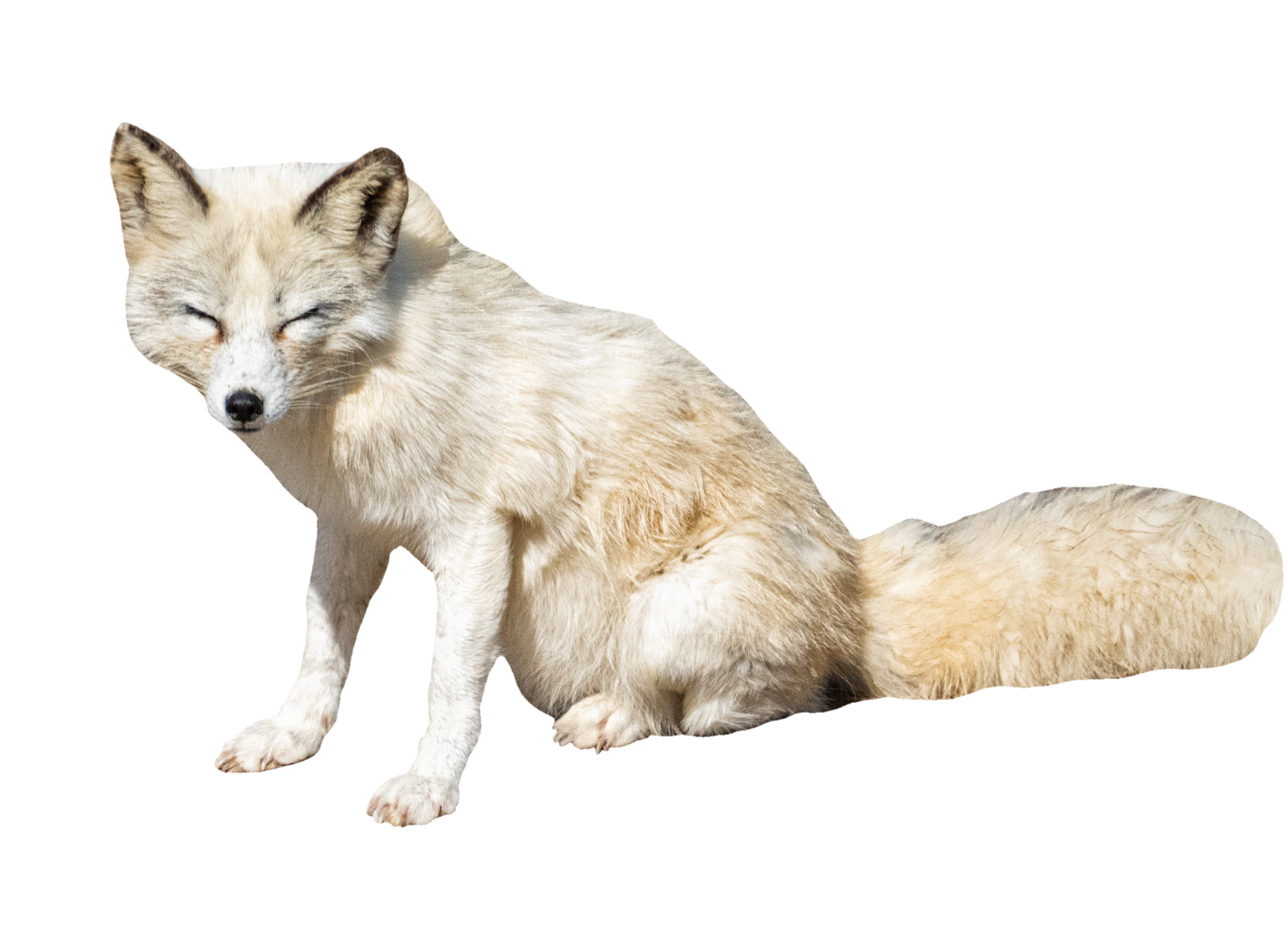 arctic-fox-4