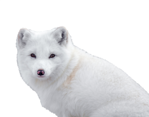 arctic-fox-5