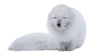 arctic-fox-6