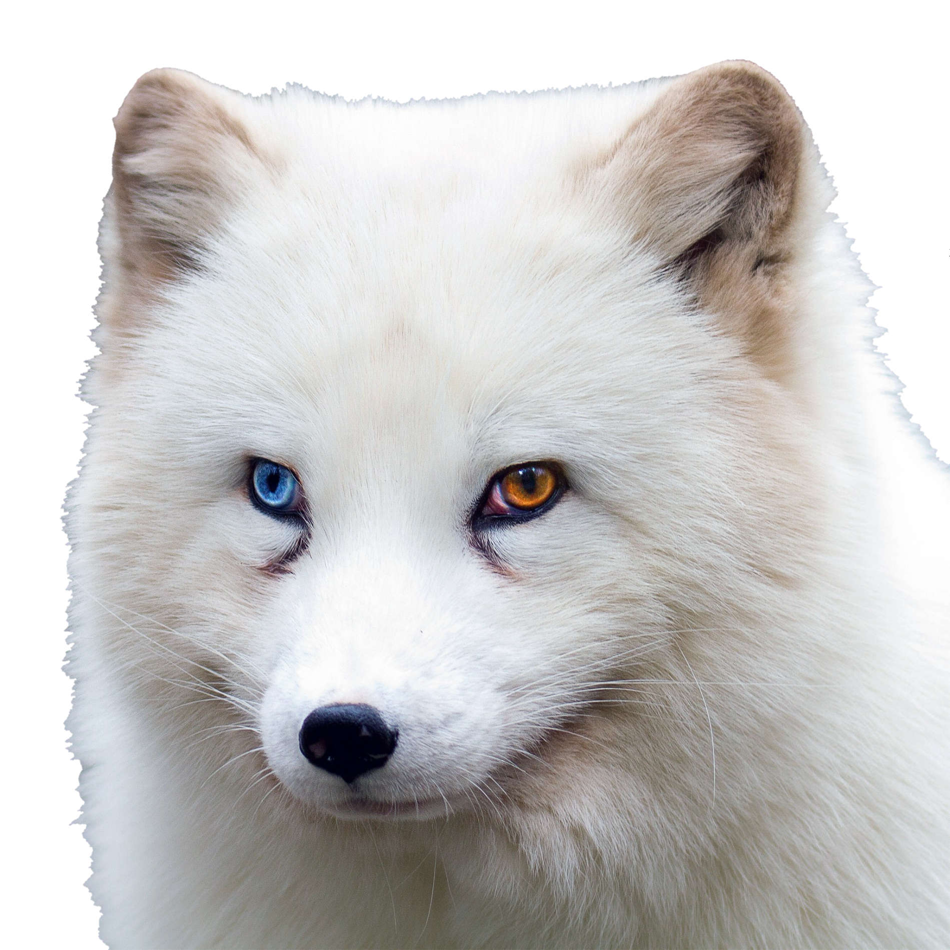 arctic-fox-7