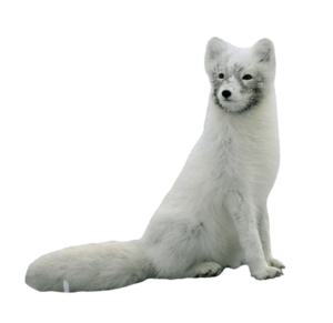 arctic-fox-8