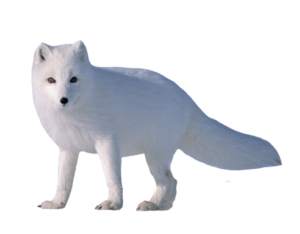arctic-fox-9