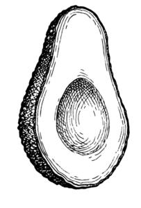 Avocado Sketch PNG