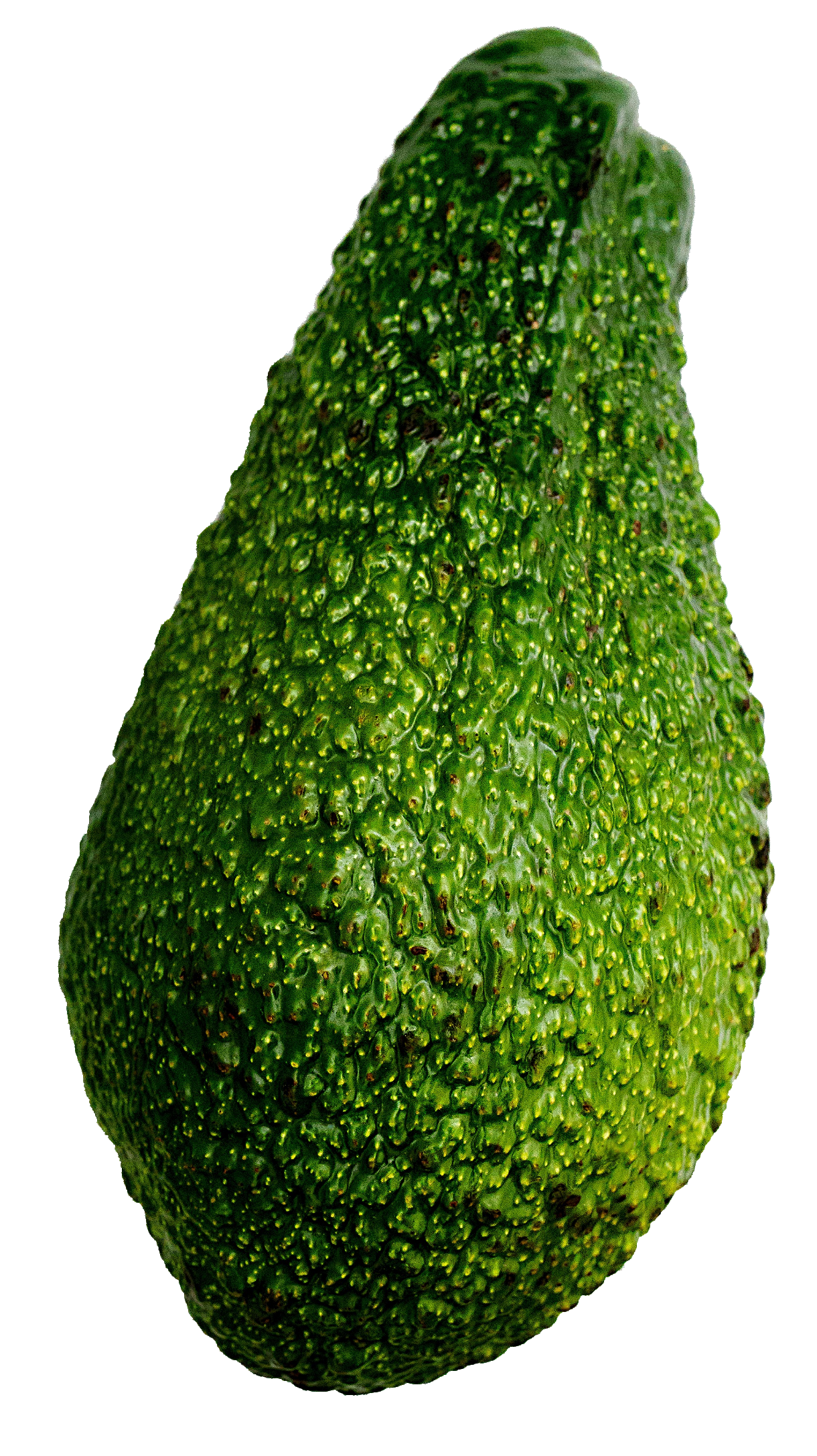 avocado-55