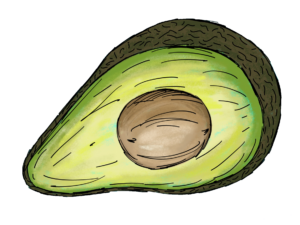 Avocado Drawing PNG