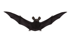 Flying Bat PNG
