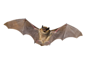 High-resolution Bat PNG