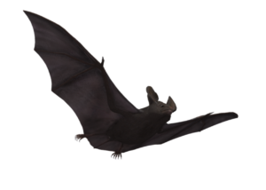 Flying Bat PNG