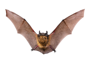 HD Bat PNG