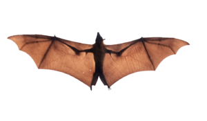Transparent Bat PNG