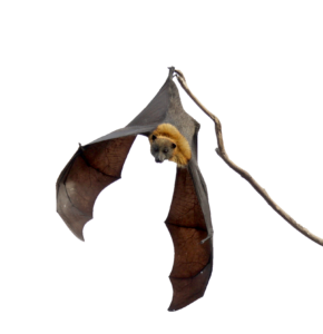 Upside Down Bat PNG