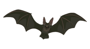 Bat clipart PNG