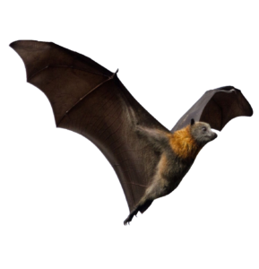 HD Bat PNG