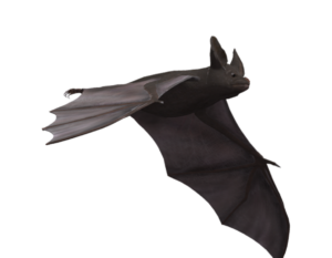 Animated Bat PNG