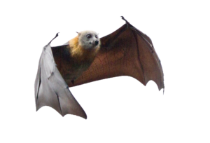 Transparent Bat PNG
