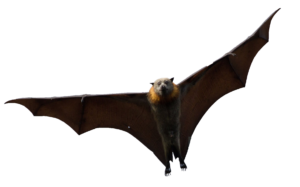 Transparent Bat PNG Image