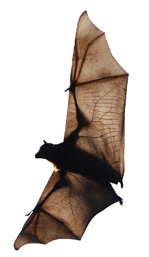 Bat PNG Transparent Images Free Download - Pngfre
