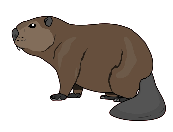 Beaver Clipart Png