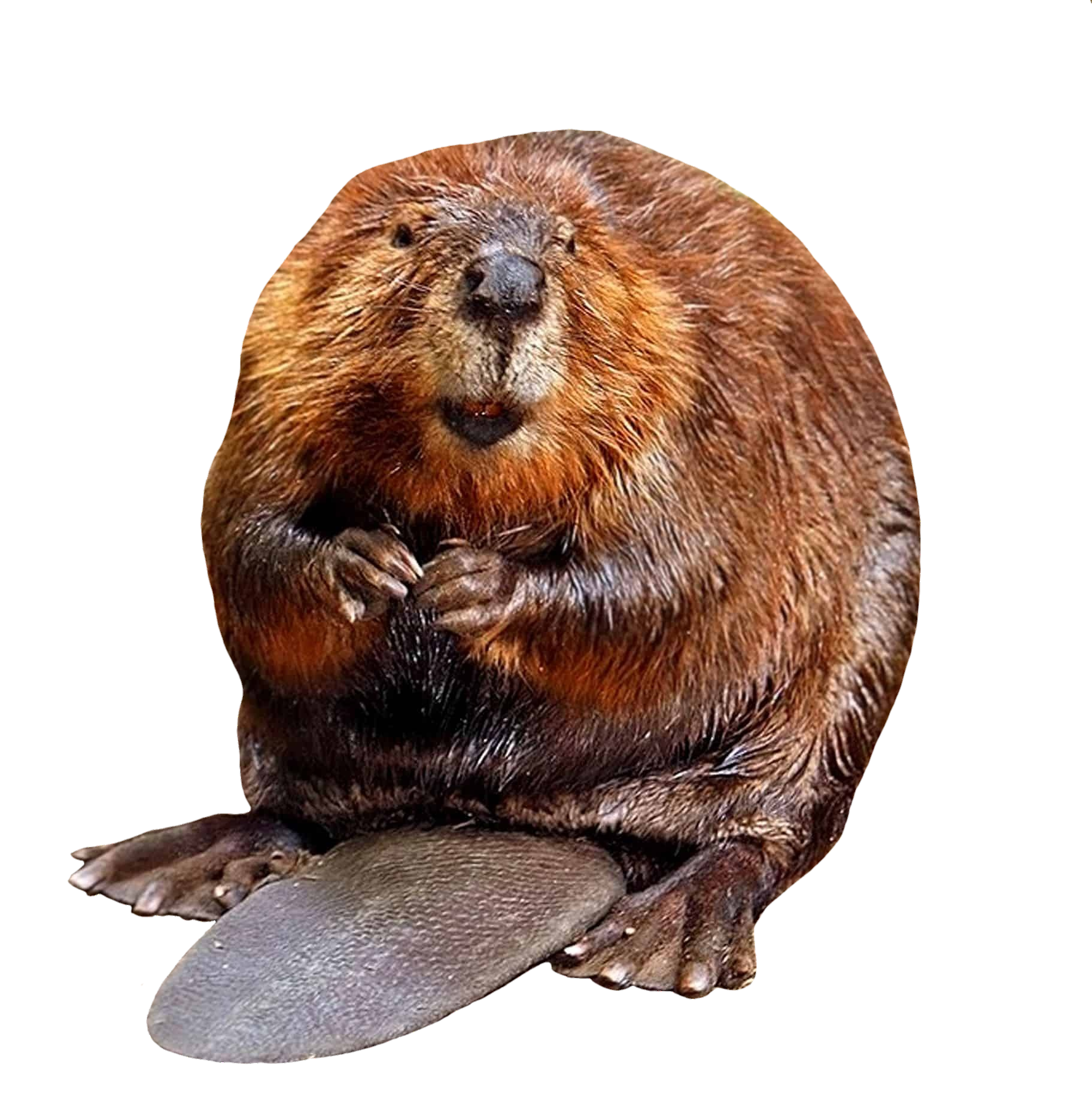 beaver-15
