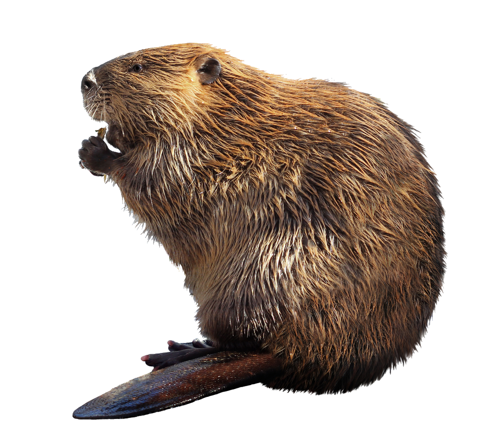 beaver-16