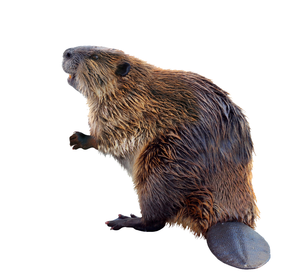 beaver-17