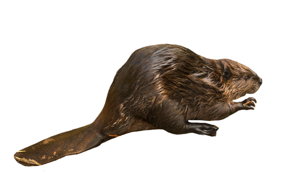 beaver-18