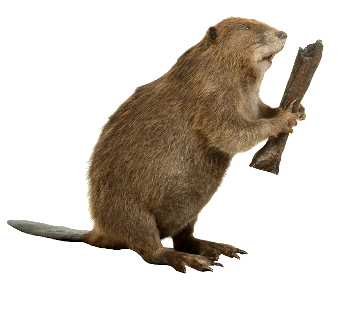 High-Resolution Beaver Png Image