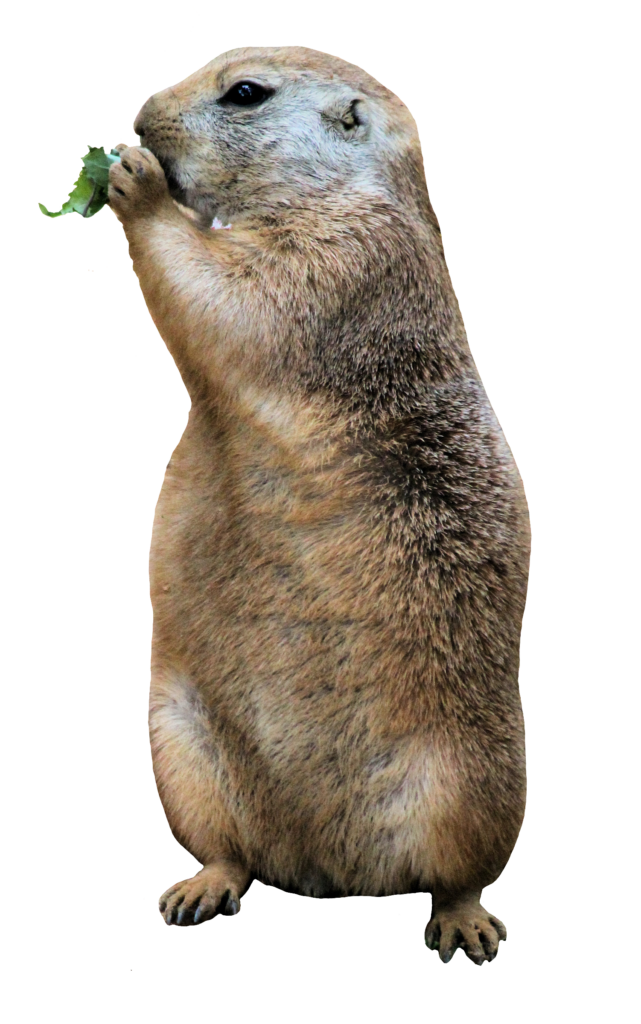Beaver Eating Png