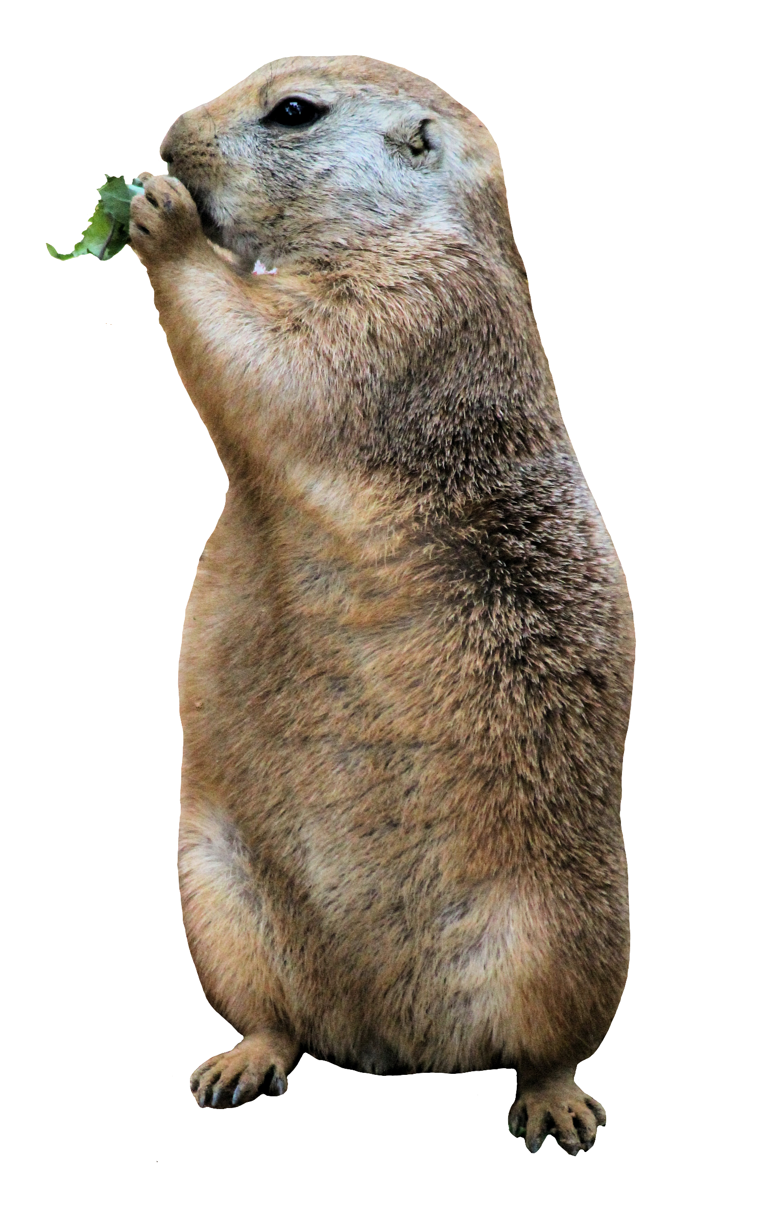 beaver-2