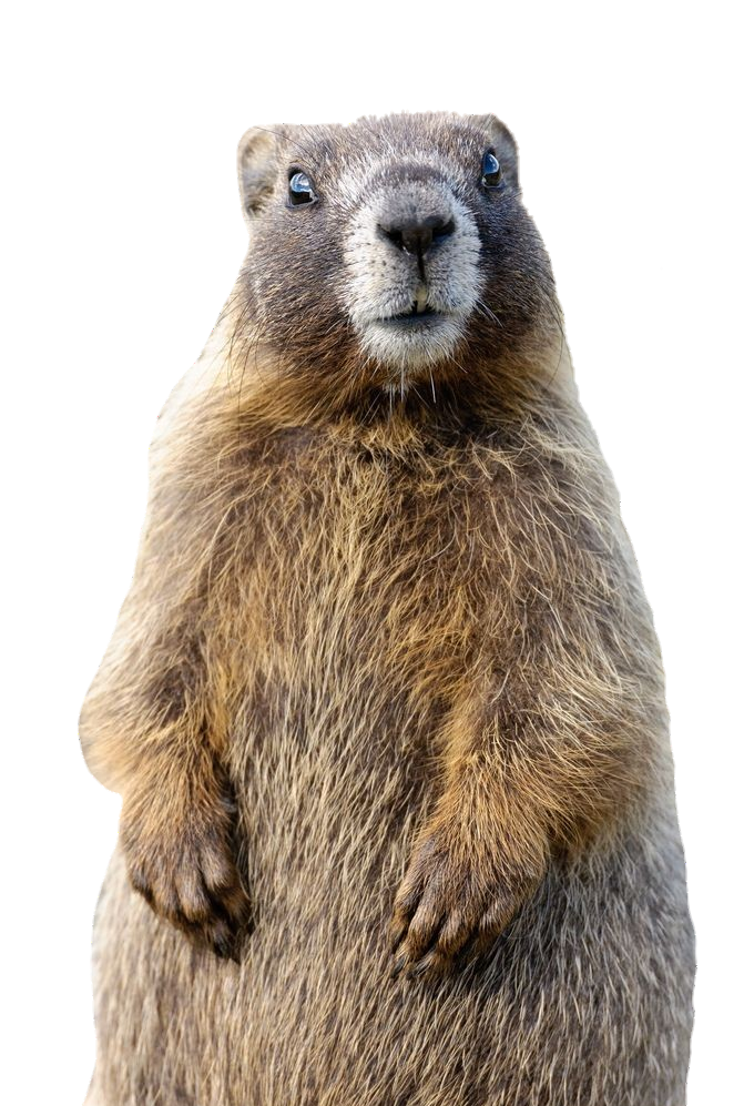 Standing Beaver Png