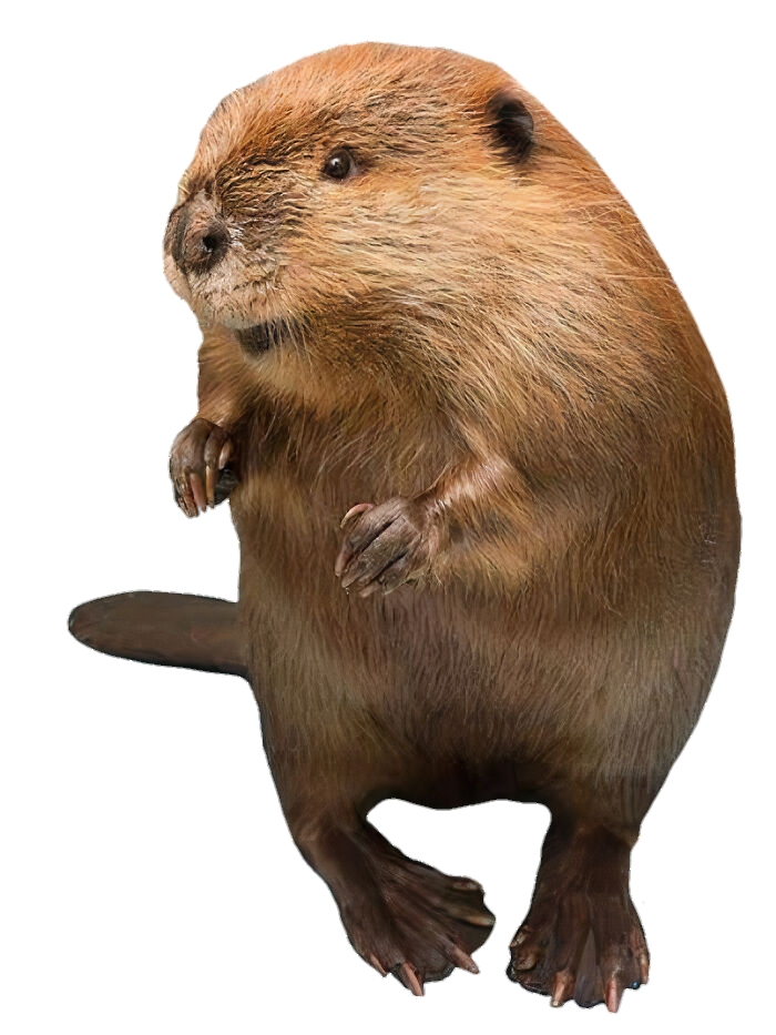 Standing Beaver Png