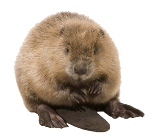 beaver-9