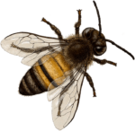 Bee Png transparent image
