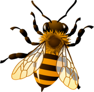 Vector Bee PNG