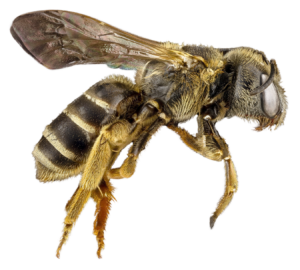 Transparent Background Bee PNG