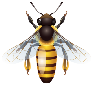 Animated Bee PNG