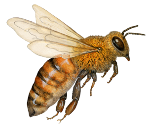 Transparent Bee Png