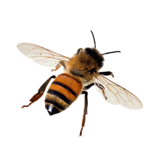 Honey Bee Png Image