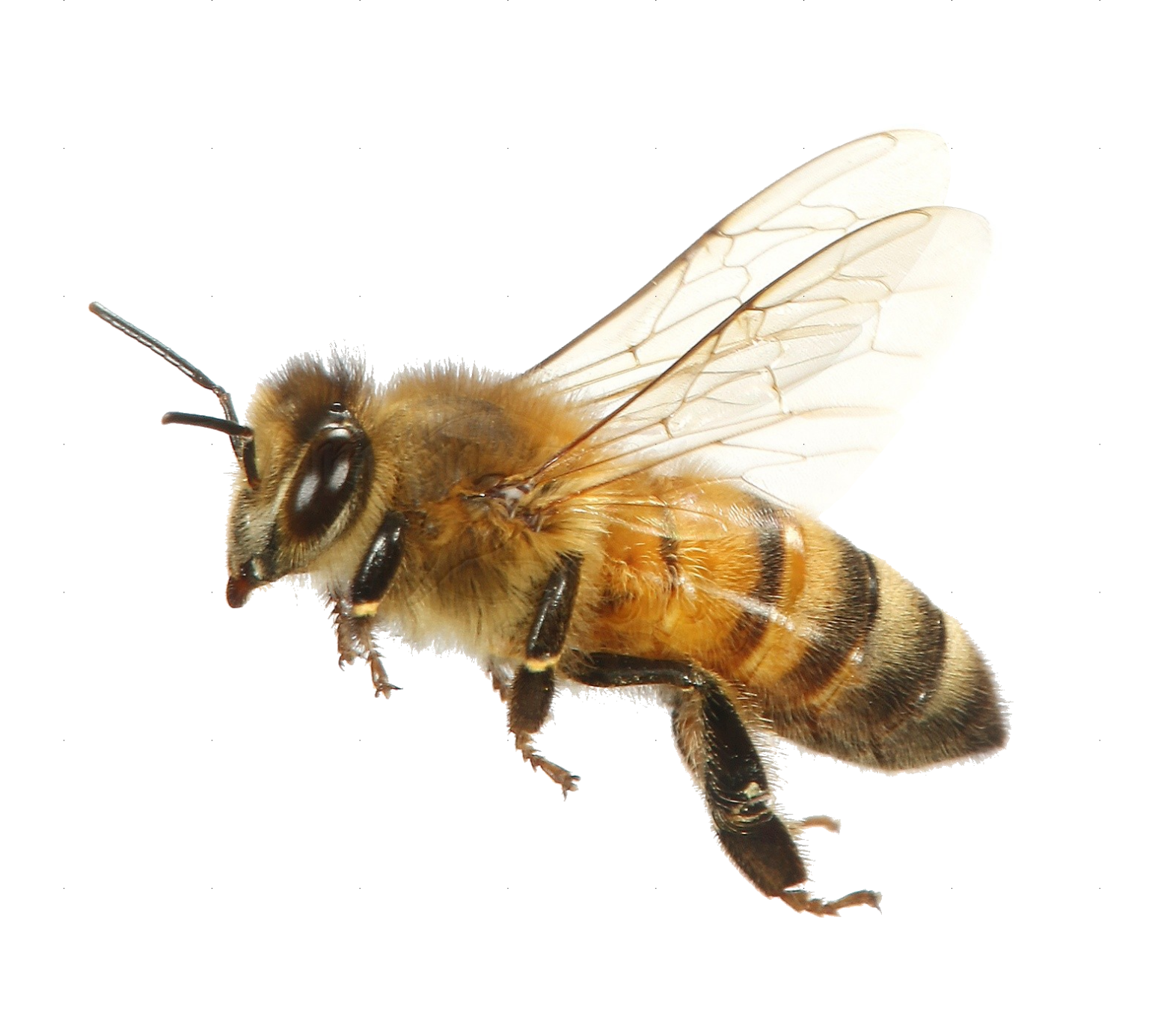 Bee PNG Transparent Images Free Download - Pngfre