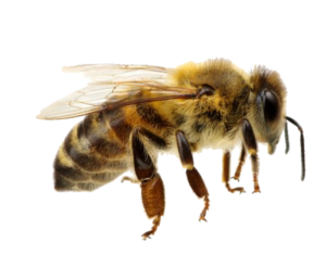 Transparent Bee Png
