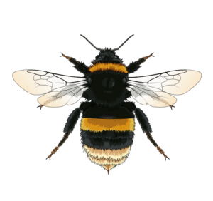 Bee Drawing Png