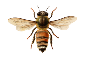 Bee Drawing Png