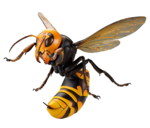 High-Resolution Bee Png Image