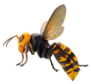 Animated Bee Png