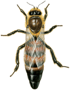 Bee PNG Picture 